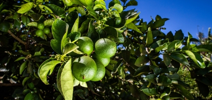 Bactéria transmitida por inseto obriga produtor de frutas cítricas a derrubar árvores 