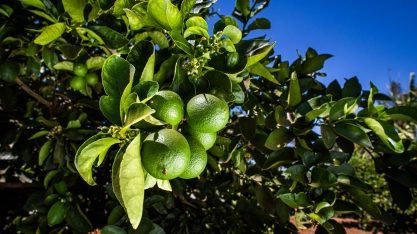 Bactéria transmitida por inseto obriga produtor de frutas cítricas a derrubar árvores 