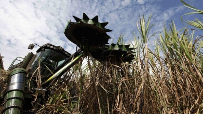 Raízen (RAIZ4) diz que vendas diretas de açúcar sobem para 50% após fim da joint venture