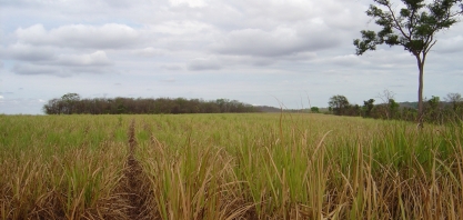 Seca na região Centro-Sul faz com que a irrigação nos canaviais deixe de ser apenas para salvamento