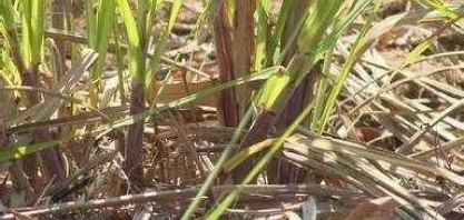 Longa estiagem compromete safra de cana-e-açúcar no ES