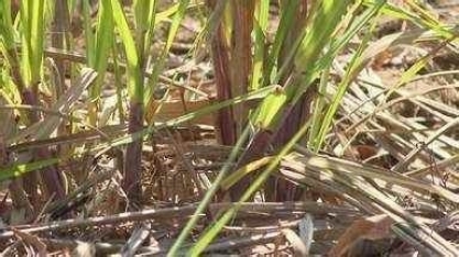 Longa estiagem compromete safra de cana-e-açúcar no ES