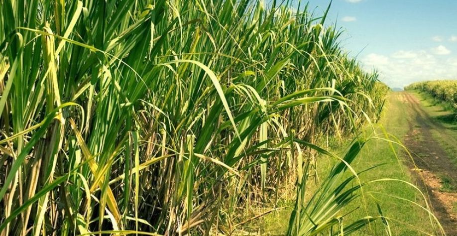 A safra 22/23 deve beneficiar mais de 19,5 milhões de toneladas de cana, dando continuidade a curva de crescimento que vem sendo registrada nos últimos ciclos de moagem do Estado. - Foto: Reprodução/Internet
