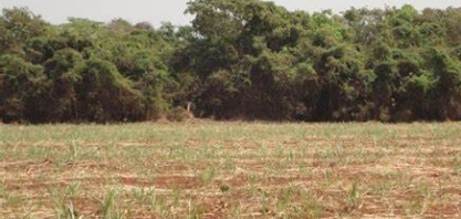 Produtores de cana aguardam chuvas para recuperar as lavouras