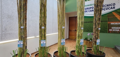 Novas variedades IAC, lançadas, na última terça-feira, apresentam alto potencial produtivo
