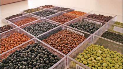 Bancos de germoplasma: o que são? Para que servem?