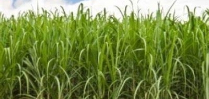 A cana segue atrasada e o ATR caindo - Por: Marcos Fava Neves