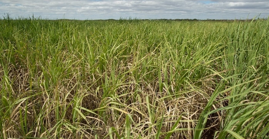 Foto: Wenderson Araujo