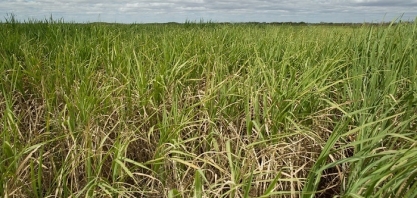 CNA levanta custos de produção de cana-de-açúcar em Goiás