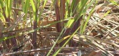 Jornal do Campo ES Longa estiagem compromete safra de cana-e-açúcar no ES