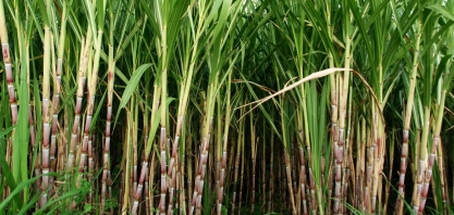 Empresas do setor sucroenergético participam de convenção no México