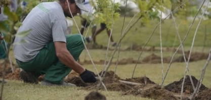 Dia da Árvore: projeto ajuda a reflorestar bioma 100% brasileiro