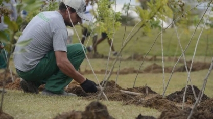 Dia da Árvore: projeto ajuda a reflorestar bioma 100% brasileiro