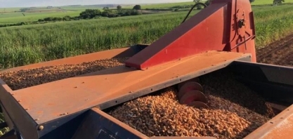 Produção de amendoim cresce mais de 100% nos últimos 8 anos