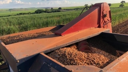 Produção de amendoim cresce mais de 100% nos últimos 8 anos