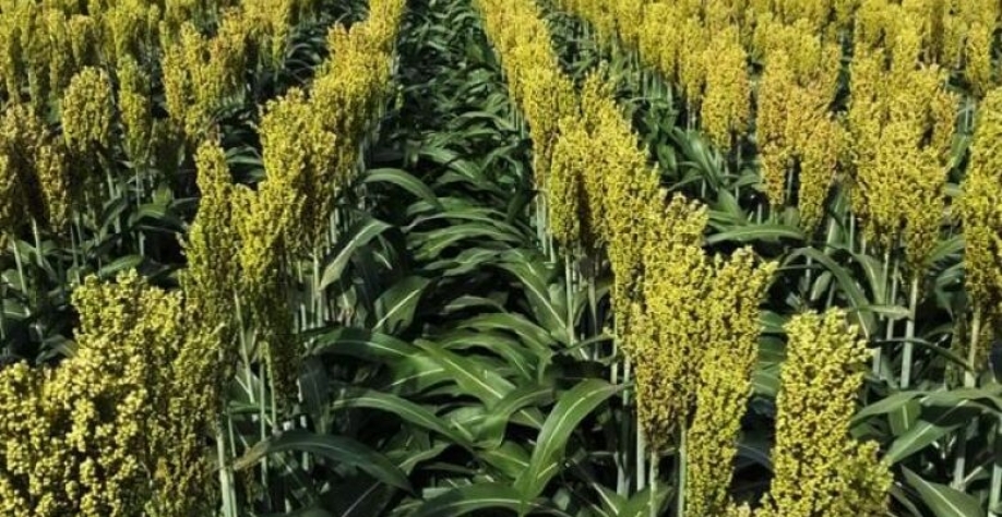 Foto: Bruna Rosa/Embrapa