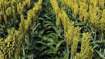Produção de sorgo dispara no país