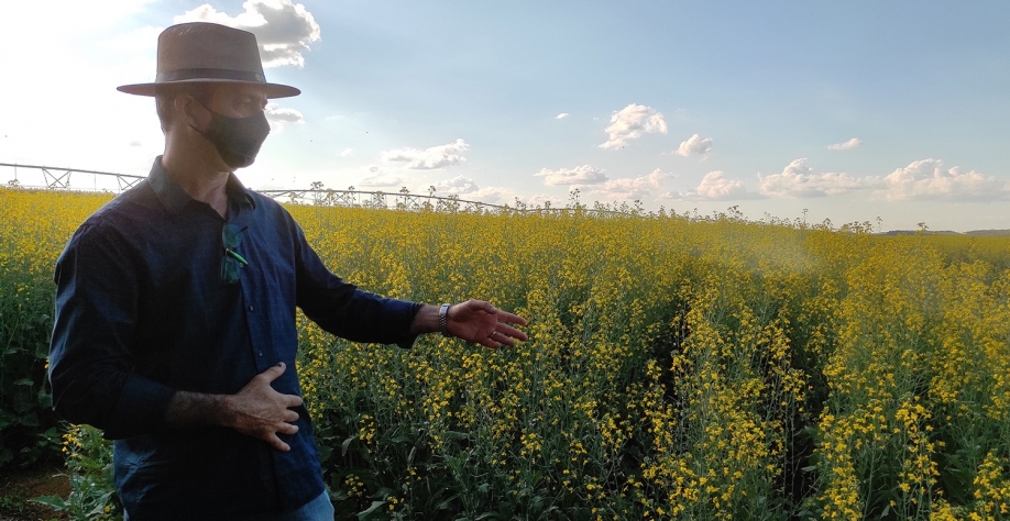 Canola é oleaginosa alternativa para a produção de biodiesel no Brasil. Foto: Irene Santana