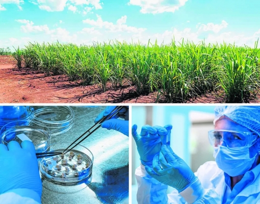Canavial experimental e detalhes dos trabalhos nos laboratórios do CTC em Piracicaba: as novas sementes “engenheiradas” prometem mais benefícios ao produtor — Foto: Divulgação