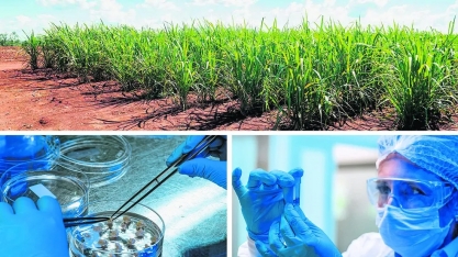 Revolução à vista no plantio de cana