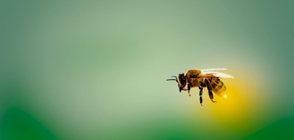 Convivência harmônica entre defensivos agrícolas e criação de abelhas é tema em curso gratuito 