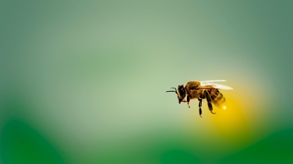 Convivência harmônica entre defensivos agrícolas e criação de abelhas é tema em curso gratuito 