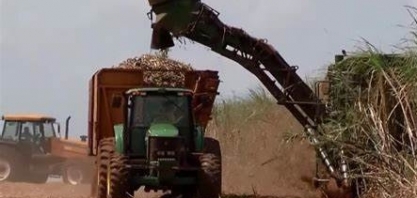 Produção de cana de açúcar aumenta em Uberaba