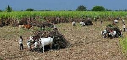 Índia estuda liberar exportações de açúcar de 8 mi de toneladas