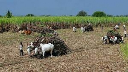 Índia estuda liberar exportações de açúcar de 8 mi de toneladas
