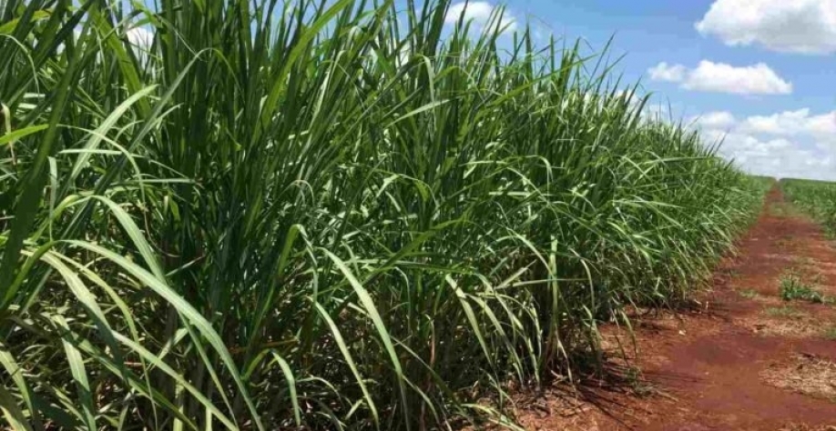 Plantação de cana-de-açúcar. Marcelo Texeira/Reuters