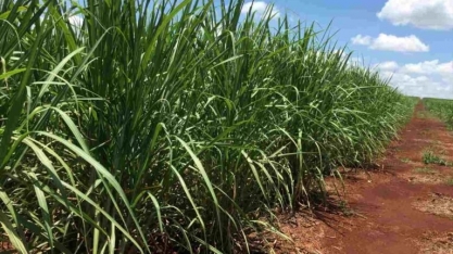 Produção de açúcar do Brasil neste ano deve ultrapassar 2021