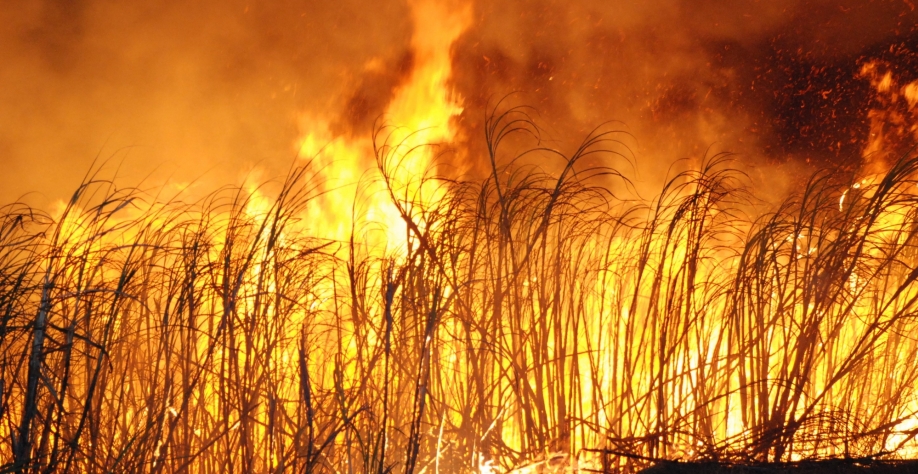 O fogo tornou-se um sério problema para o setor, que busca as melhores alternativas para reduzir a presença do fogo nos canaviais e seus danos