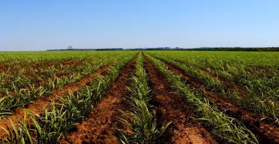 Lavoura de cana em Nova Alvorada do Sul, onde cultura ocupa quase 100 mil hectares (Foto: Divulgação)