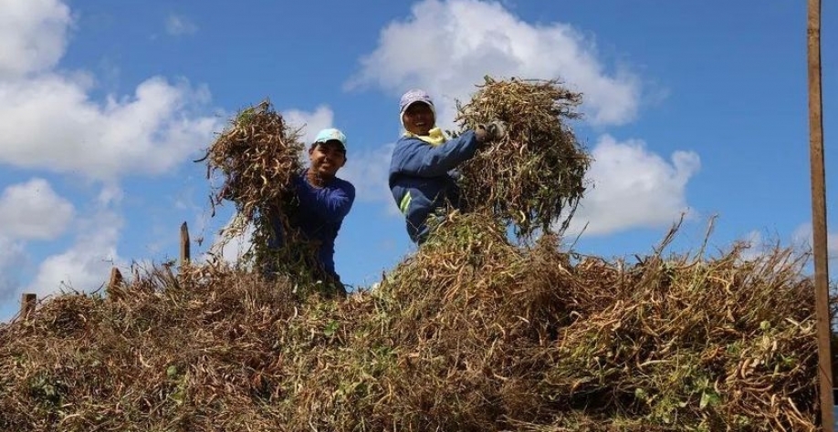  Agricultores familiares plantam feijão em áreas em que a Usina Coruripe realizou o preparo da terra