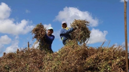 Se depender da Usina Coruripe, alagoano ficará com a barriga cheia