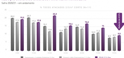 Alta disseminação, voracidade e difícil controle fazem do Sphenophorus levis a pior praga da cana