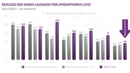 Alta disseminação, voracidade e difícil controle fazem do Sphenophorus levis a pior praga da cana