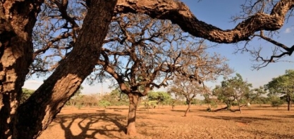Cerrado, o bioma berço das águas, celebra o seu dia