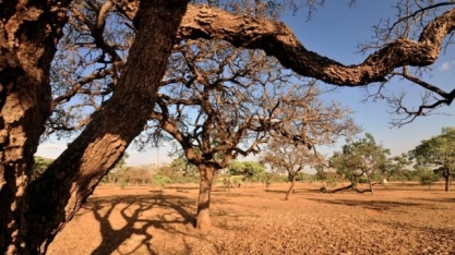 Cerrado, o bioma berço das águas, celebra o seu dia