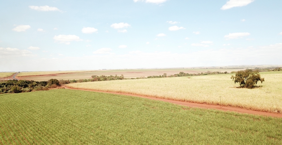 Áreas irrigadas permitem alcançar produtividades mais próximas do potencial biológico da cana-de-açúcar. Foto: Divulgação Netafim