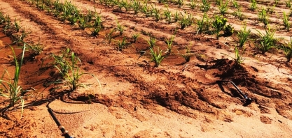 Região Centro-Sul se rende à irrigação em cana