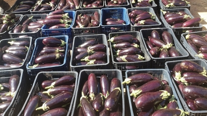 Do campo à mesa: SolidarESA doa duas toneladas de berinjela a entidades de Piracicaba