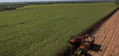 Moagem na 2ª quinzena de agosto avança em 1,79%