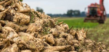 Europa: sem gás e agora também sem açúcar? Usinas de beterraba encaram desafio