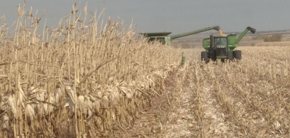 Alimentos: colheita decepcionante nos EUA eleva aperto na oferta global, dizem gigantes do setor