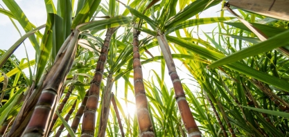 Clima deve favorecer mais a cana na safra 2023/24