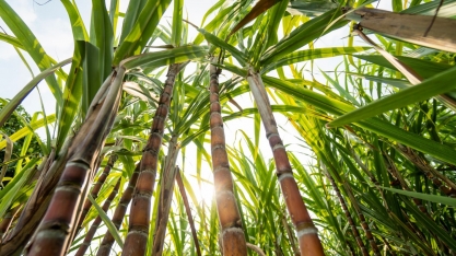 Clima deve favorecer mais a cana na safra 2023/24