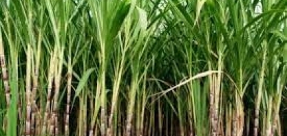 Seca e geada impactam produtividade canavieira do MS