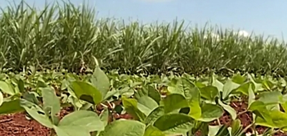 Rotação de cana-de-açúcar e soja impulsionam agro paulista
