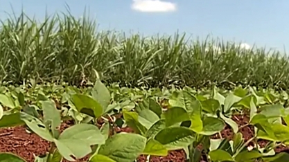 Rotação de cana-de-açúcar e soja impulsionam agro paulista